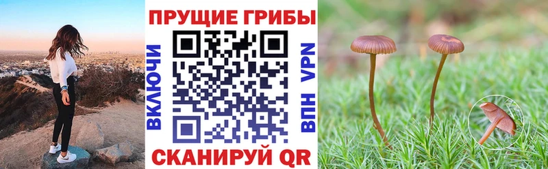 где купить наркоту  Краснозаводск  Псилоцибиновые грибы Magic Shrooms 